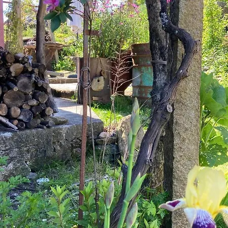 Do Dinamarquês Em Arga de Baixo